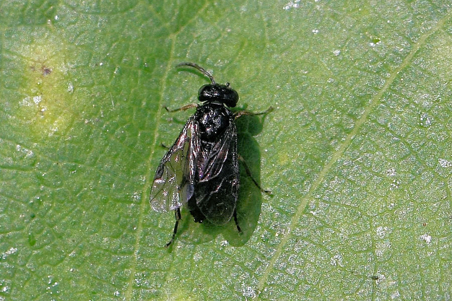 Larve e adulti di Caliroa sp., Tenthredinidae